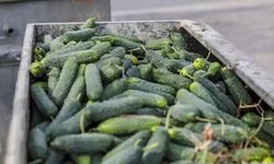 Alanya’da tonlarca salatalık çöpe döküldü!