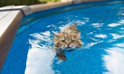 Akıl almaz eziyet! Kedi defalarca havuza fırlatıldı