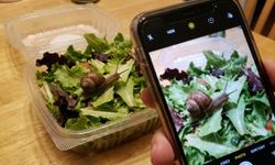 Sipariş ettiği salatadan canlı salyangoz çıktı!