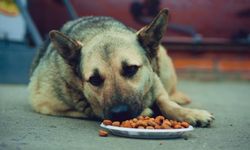 Alanya’da korkunç iddia: 15-20 köpek zehirlenip can verdi