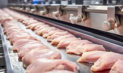 Alanya tedirgin! Hepsini yiyecektik: 25 ton bozuk tavuk imha edildi