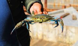 Tanesi 400 TL! Alanya’da nadir görülüyor, tek tek yakalandı