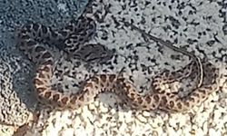 Yılanlar uyanıyor mu? Alanya sokaklarında davetsiz misafir!