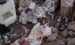 Alanya’da sokak köpekleri oraya daldı: 100 bin TL'lik zarar!