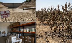 Alanya'da üst üste geldi: Dim Çayı kurudu, avokado erken olgunlaştı, ilaç krizi kapıda