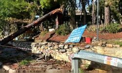 Alanya'da şiddetli fırtına ağaç ve direk devirdi