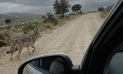 Takip edip koştu: Alanya kırsalında kurt paniği yaşandı