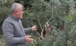 Alanya’da bu ağaçları kim kesti? Muhtar peşlerini bırakmıyor