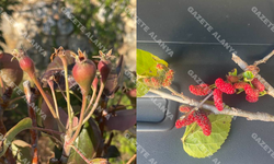 Alanya’da olacak iş değil! Olmaz denilen oldu: “Allah sonumuzu hayretsin!”