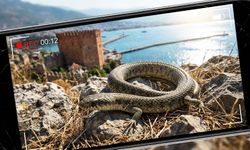 Alanya’da "Dört Ayaklı Yılan" heyecanı: 110 milyon yıllık tür mü?