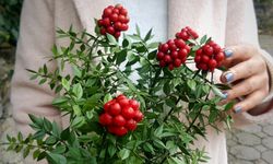 Alanya'da yılbaşı simgesi "Kokina" çiçeğine yoğun ilgi