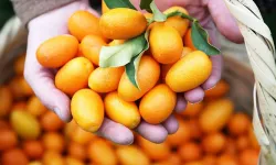 Alanya’da kamkat üretimi artıyor, sezon sonbahara kayıyor