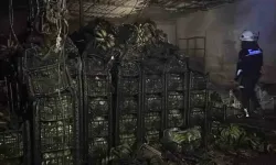 Alanya’da tonlarca muz, maalesef telef oldu