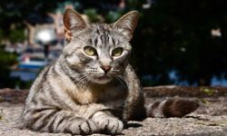 SASST’ten sokak kedilerine destek etkinliği