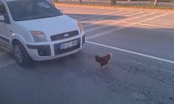Alanya Çevreyolu’nda tavuk, trafiği şaşkına çevirdi