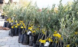 Zeytin kıyımına anlamlı yanıt: O ağaçlar yeniden yeşerecek!