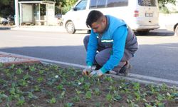 Alanya’nın görsel şöleni kışın da devam ediyor