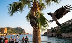 Alanya'da mahsur kalan kediye hızlı müdahale