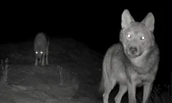 Kurt sürüsü indi, aman dikkat! Alanya’nın komşusunda sessiz avcılar