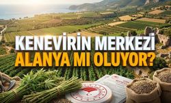 Duyan inanamadı: Alanya’da kenevir üretimi, devlet takip edecek