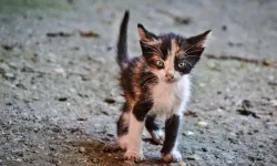 Alanya’da üzücü iddia: Yavru kediler zehirlendi mi?