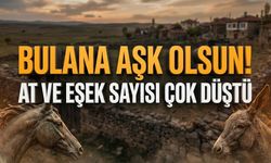 %81 azalmış! Alanya’da da at ve eşek sesleri kesildi