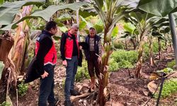 Alanya’nın sarı altınına sıkı markaj: Tek tek inceleniyor