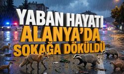 Baraj kapakları açıldı, yaban hayatı şehre sığındı