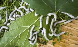 Alanya’nın beyaz hazinesi canlanıyor: İpek böcekçiliği şahlanıyor