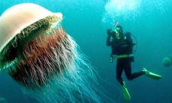 Alanya yolunda dev istila: Dokunan yandıkça yanıyor!