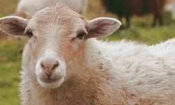 Alanya’da çamur rezaleti! Bir koyun saatlerce can çekişti