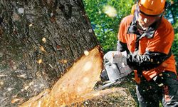 Alanya’da bahçe sahiplerine müjde: Orman arazisinde kesimler durdu!