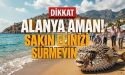 Sahilde görüldü: Zehirli misafire dokunmak yasak!