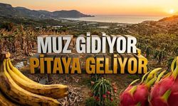 Alanya’da muz sökülüyor, altın meyve dikiliyor