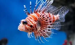 Antalya ve Alanya denizlerinde istilacı alarmı