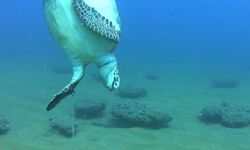 Alanya’nın dibinde misinaya dolanıp can verdi