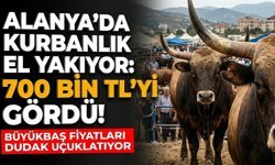 Alanya’da kurbanlık fiyatları el yakıyor: 700 bin TL’yi gördü!