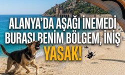 Alanya’da aşağı inemedi: "Burası benim bölgem, iniş yasak!"