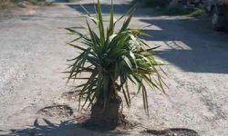 Asfalt meyve verecek! Alanya’da sürpriz manzara