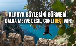 Alanya böylesini görmedi! Dalda meyve değil, canlı keçi var!