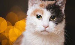 Alanya’da hayvan esareti: Mahalleli daireyi bastı!