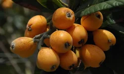 Alanya’da örtü altı üretimle ihracat kapıları açıldı