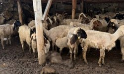 Mayıs soğuğu şok etti! Yaylalarda hayvanlar telef oldu