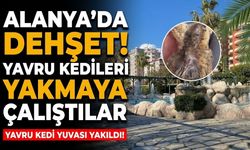 Alanya’da dehşet! Yavru kedileri yakmaya çalıştılar
