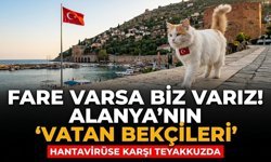 Fare varsa biz varız! Alanya'nın 'Vatan Bekçileri' Hantavirüse karşı teyakkuzda