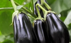 Alanyalı çiftçinin ocağına patlıcan ateşi düştü