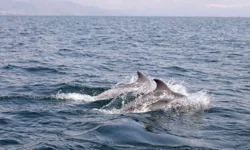 Alanya Kalesi önünde dans: Yunuslardan tekne turuna eşlik