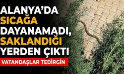 Alanya’da sıcağa dayanamadı, saklandığı yerden çıktı