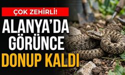 Çok zehirli! Alanya’da görünce donup kaldı