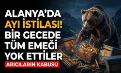 Alanya’da ayı istilası! Bir gecede tüm emeği yok ettiler